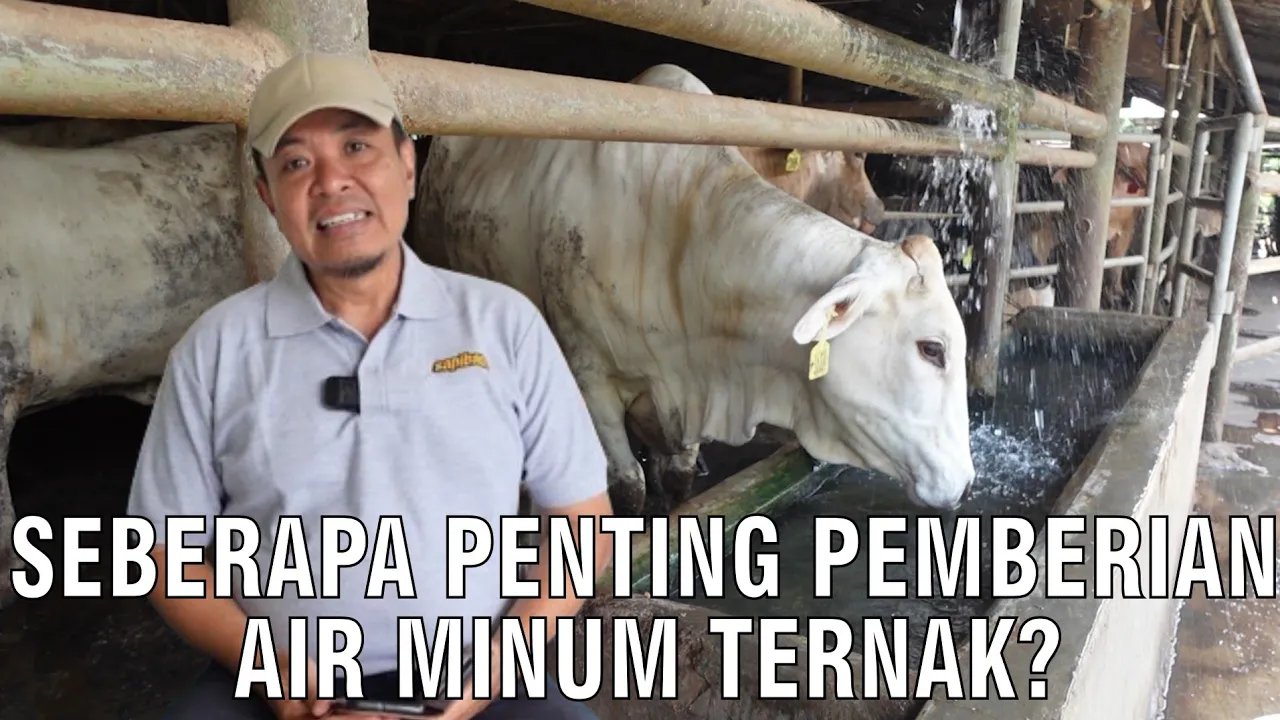 
                                 -Berapa-Banyak-Pemberian-Air-Minum-Ternak